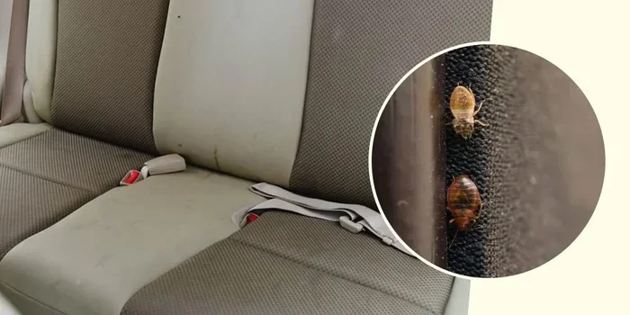 Can Bed Bugs Get in Your Car and Ruin Your Road Trip