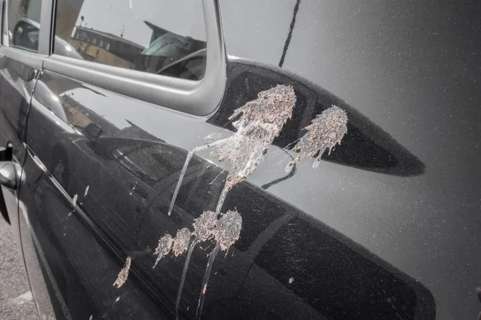 Can Bird Poop Ruin Car Paint And What To Do About It