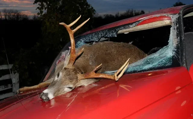 Can Hitting a Deer Total Your Car Heres What to Know